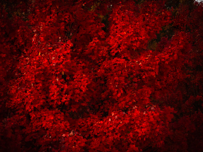 Deep red foliage on a tree in the fall in Atlanta