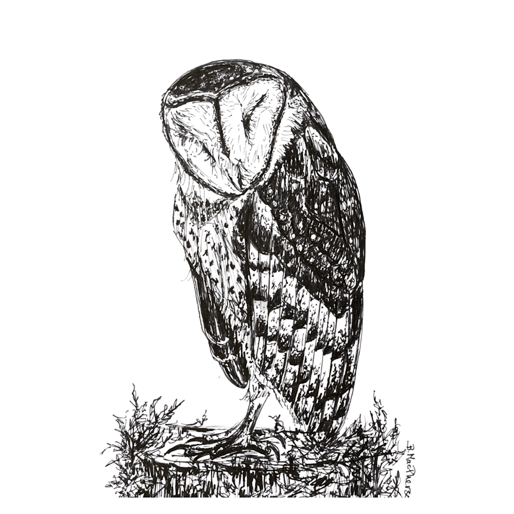 Sleeping Barn Owl Illustration by Artist Becky MacPherson