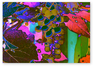 abstract grapevines