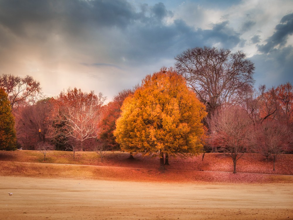A wide-open grassy area at Piedmont Park in Atlanta with a big tree full of colorful fall foliage in the background