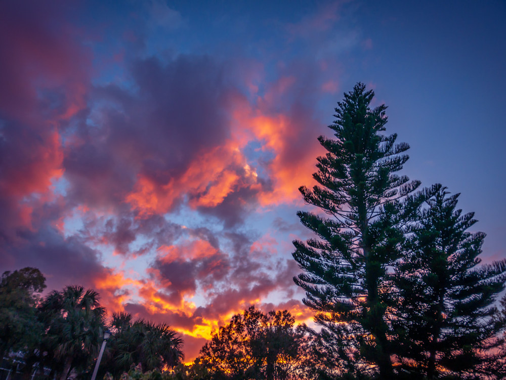 A pink, orange, and yellow sunset with trees in the foreground in Port Charlotte, Florida