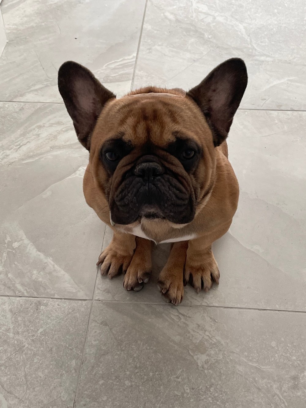 A cute flat-faced French bulldog sitting on his haunches