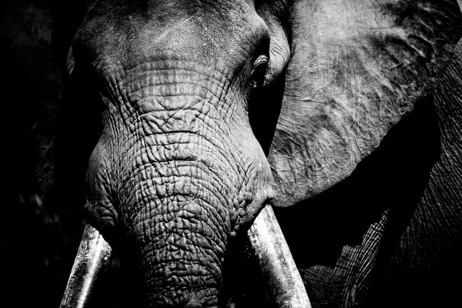 Elephant Limited Edition Fine Art Photograph