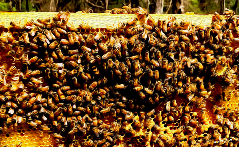 Honey Bees Photo 5