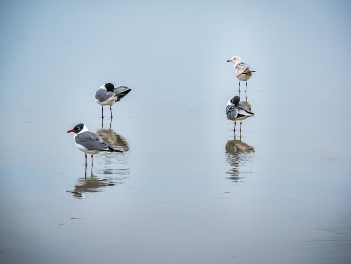 Four birds standing on the beach in various states of preening