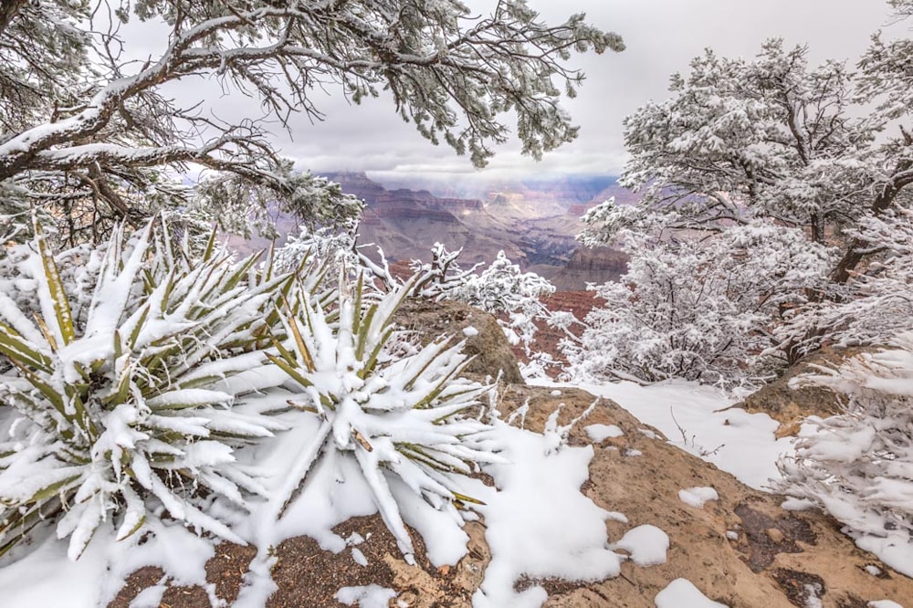 Snow covered landscape photograph of the Grand Canyon by Thomas Watkins