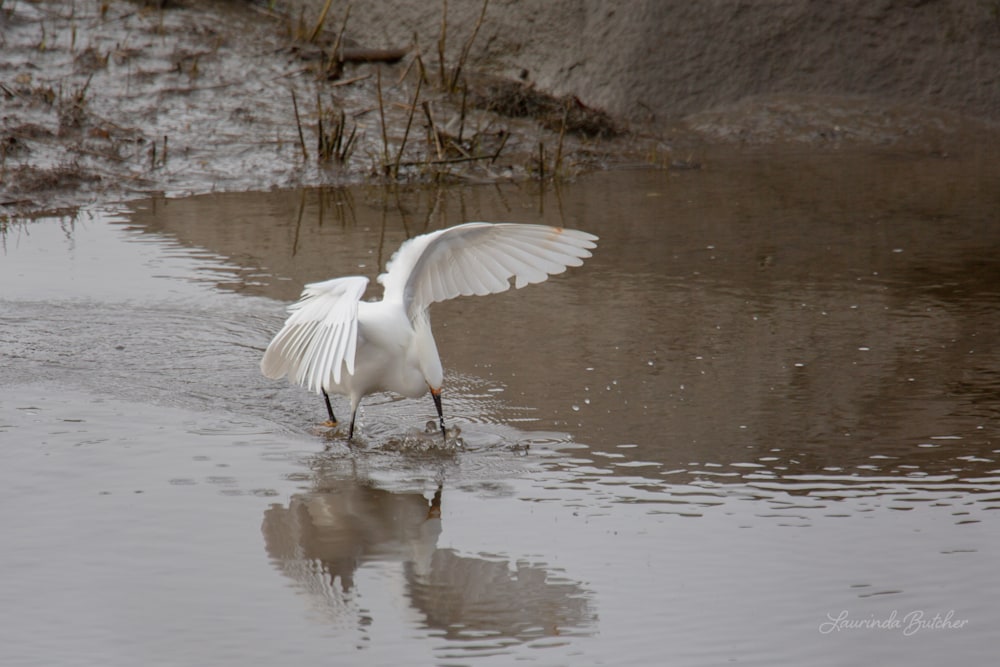 Snowy Egret Catching Fish