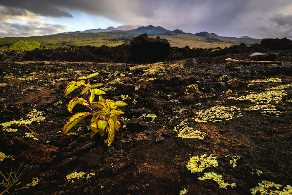 The Haleakala lava fields of Southern Maui