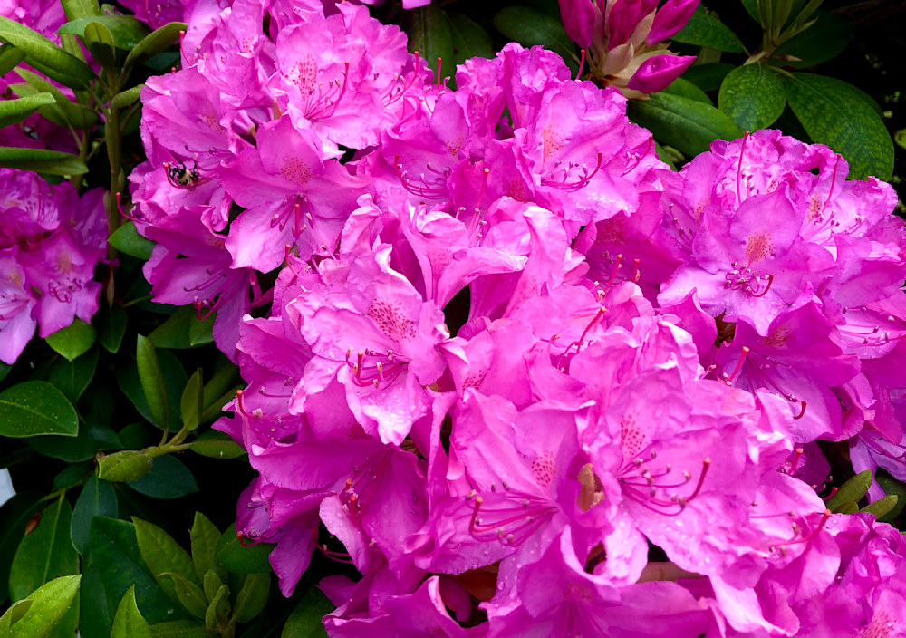 Spring Rhododendrons