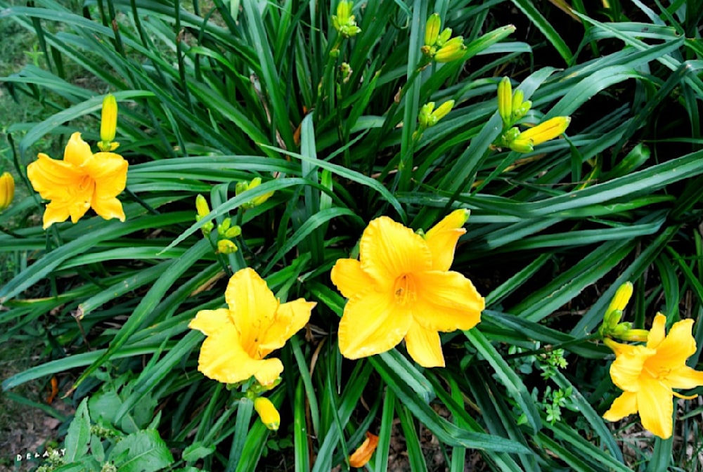 Yellow lillies arrive