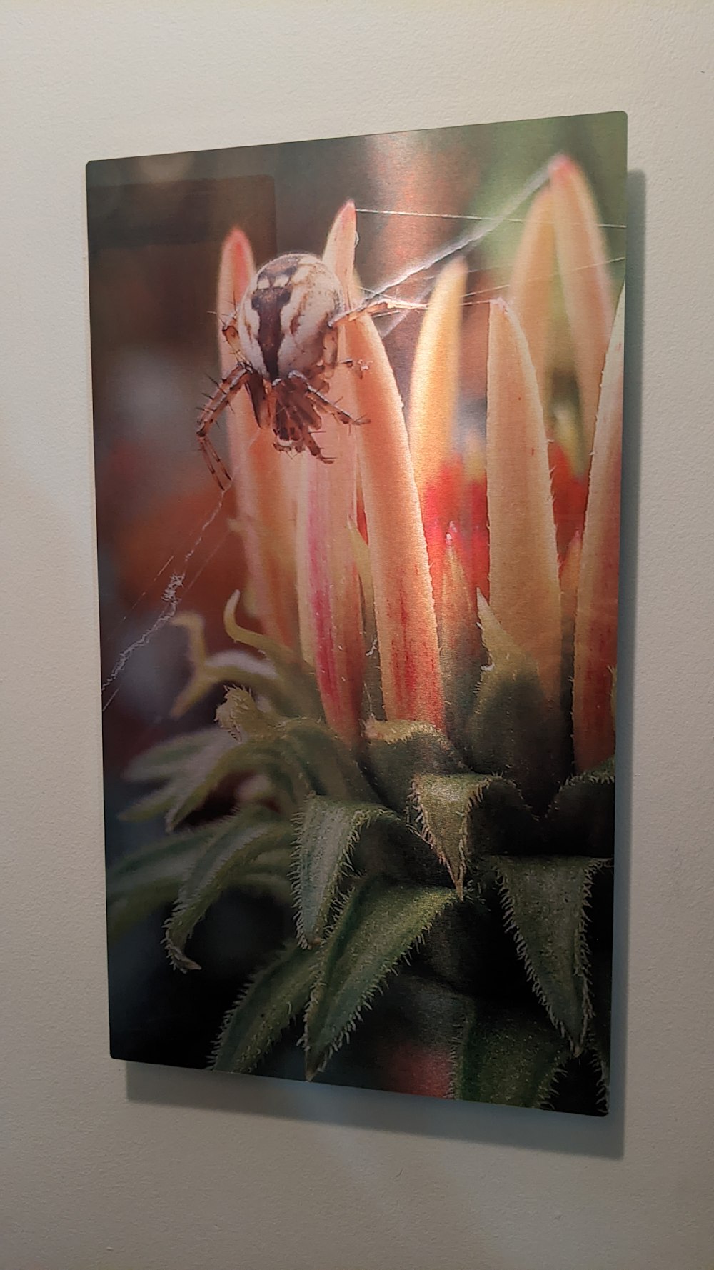 Sun kissed, creepy crawly insect on metal