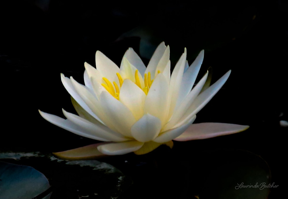 Glowing white water lily with pink on a black background