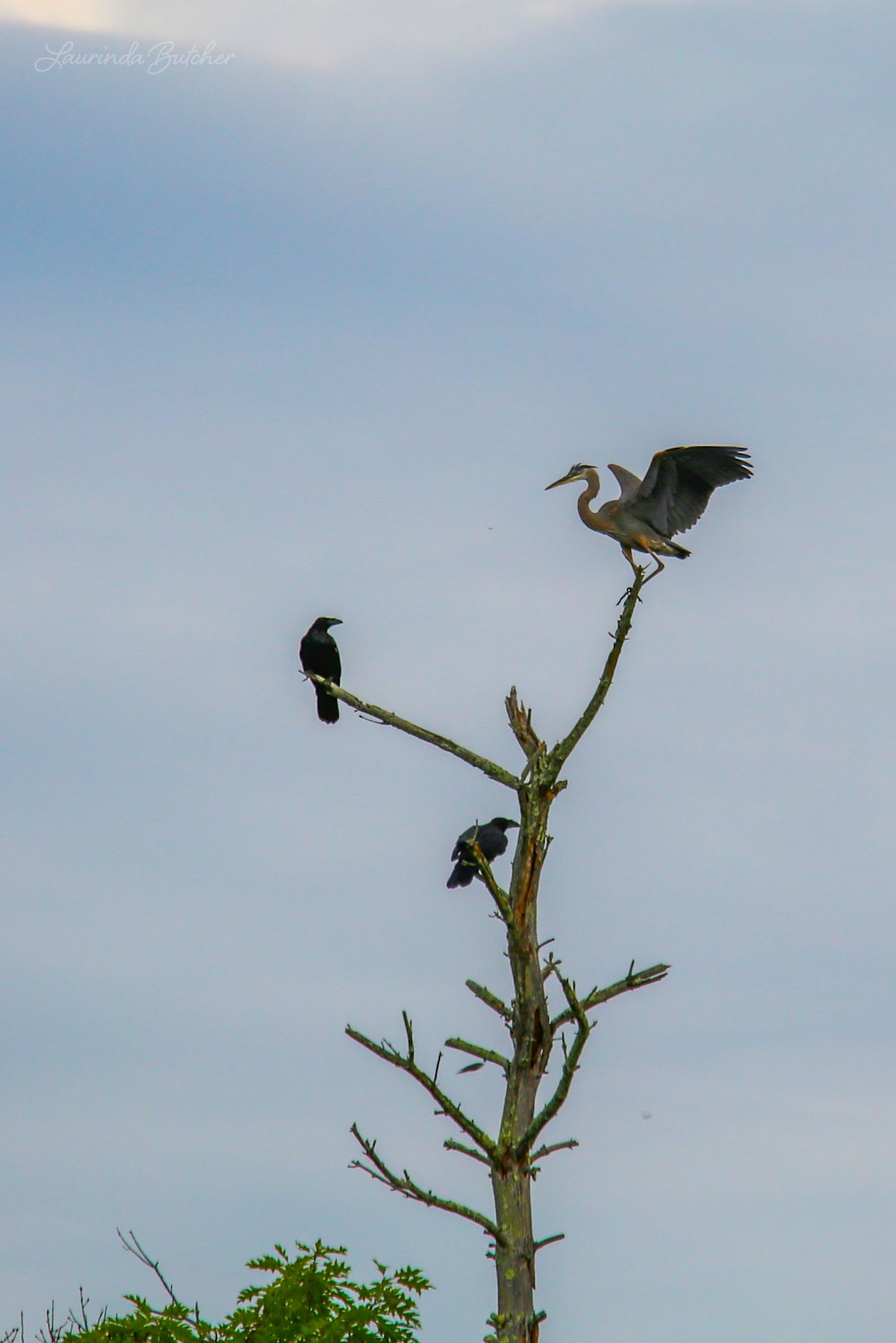 Two crows atop a tree with a Great Blue Heron landing on a nearby branch.