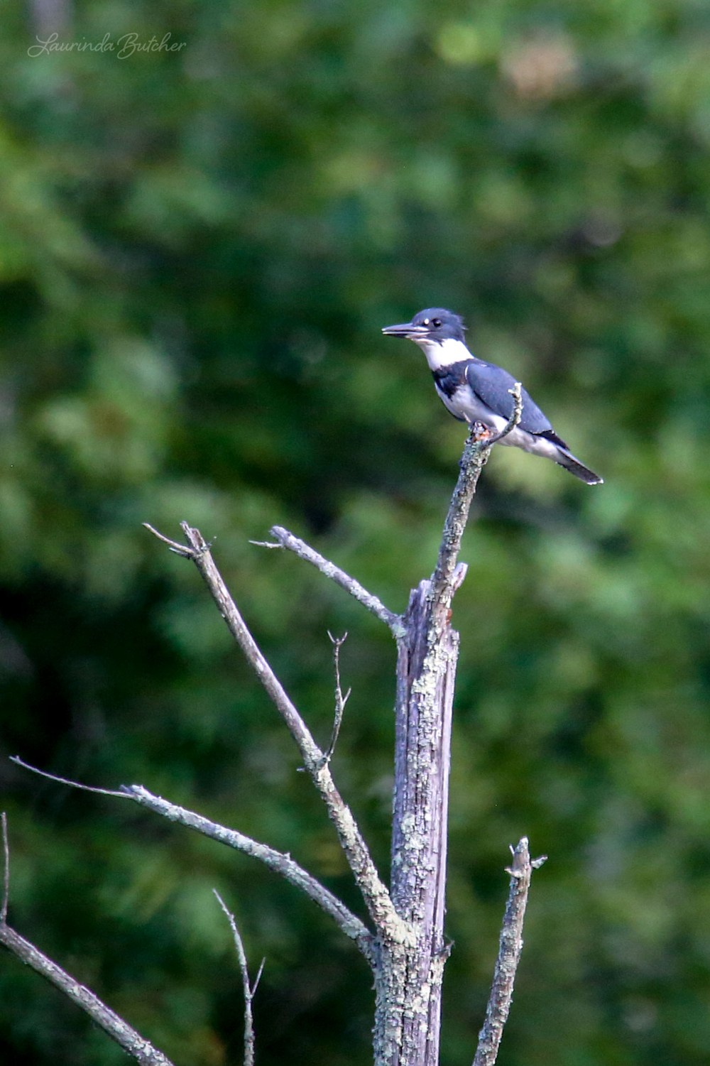 Belted Kingfisher on tree