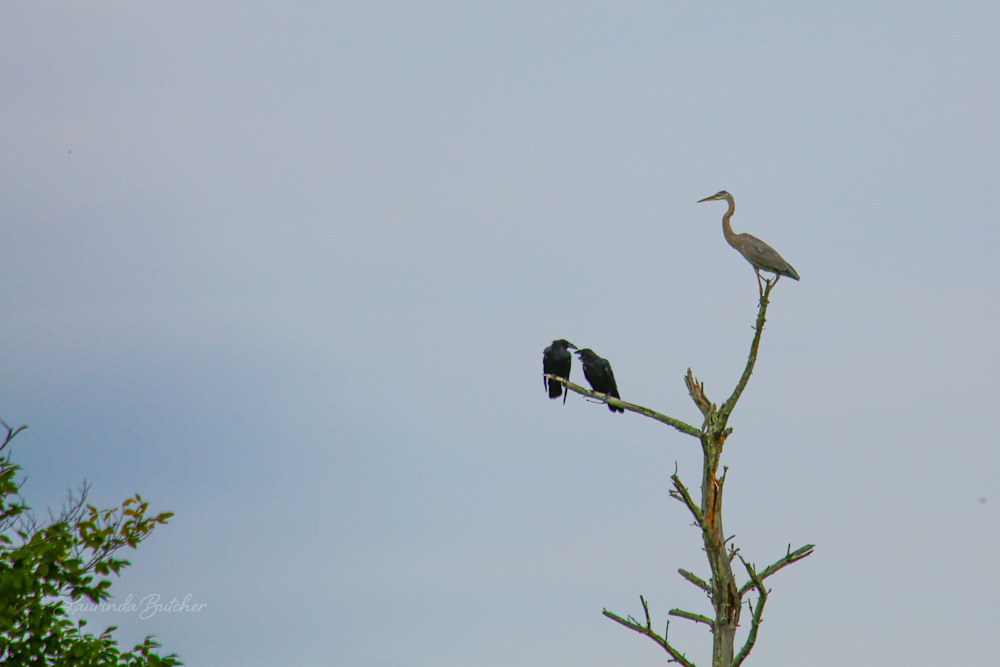 Great Blue Heron sitting on a top tree branch with two crows on a branch below.
