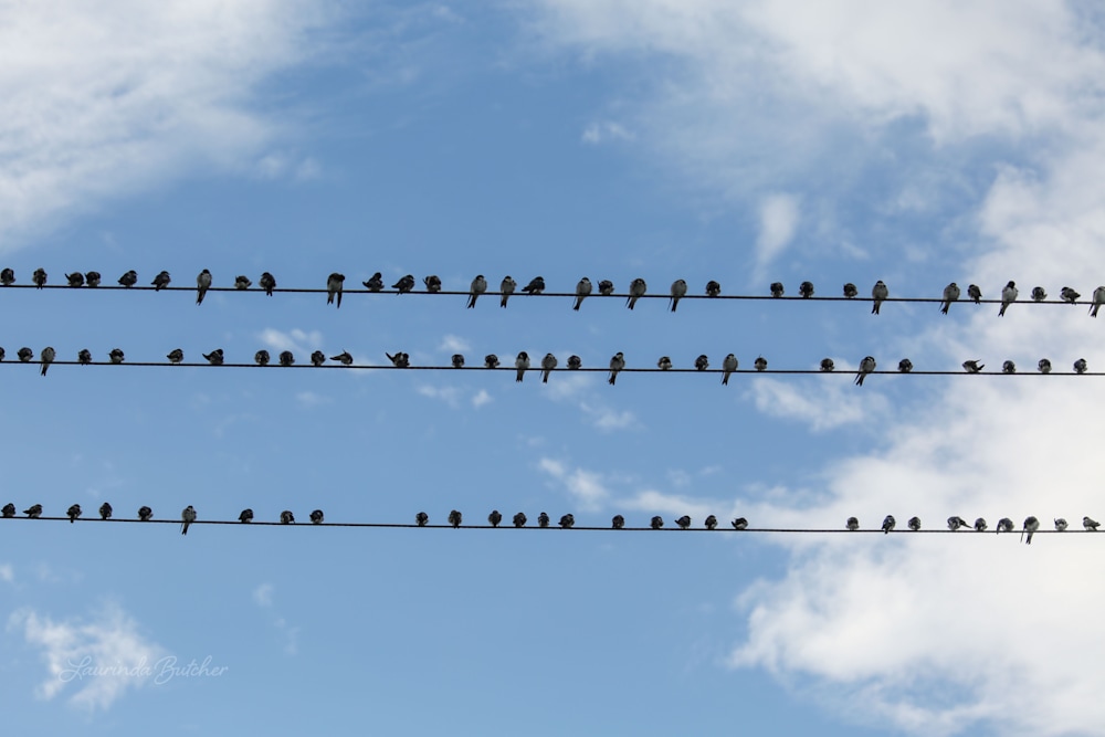 Hundreds of tree swallows on power lines