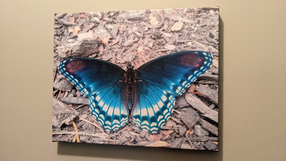 Blue Dream, butterfly canvas print