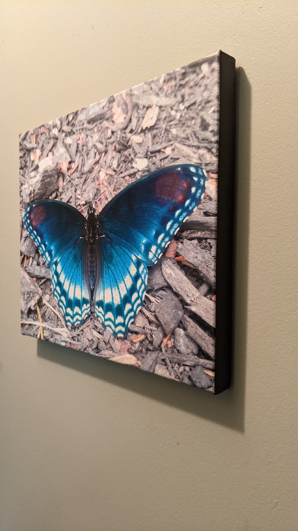 Blue Dream, butterfly canvas print with black boarder