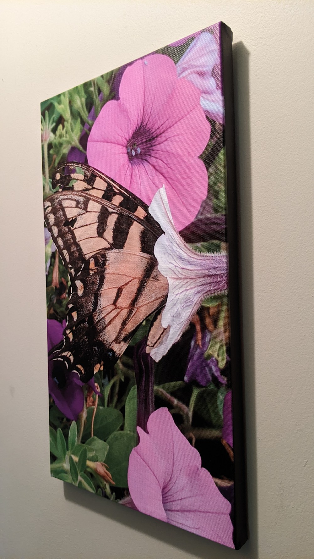 Nectar of the Gods, butterfly canvas print with black boarder