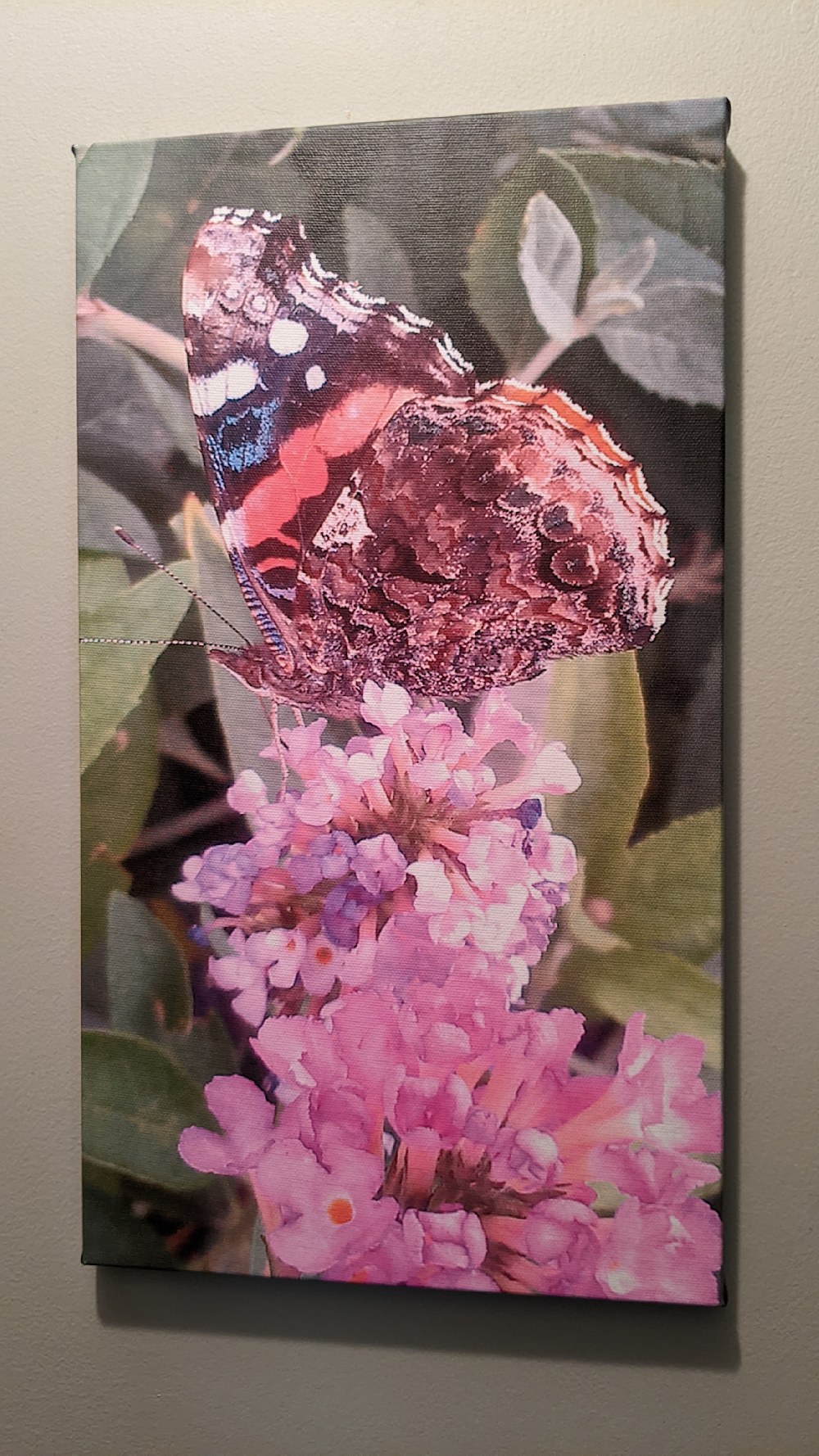 Melody, butterfly canvas print