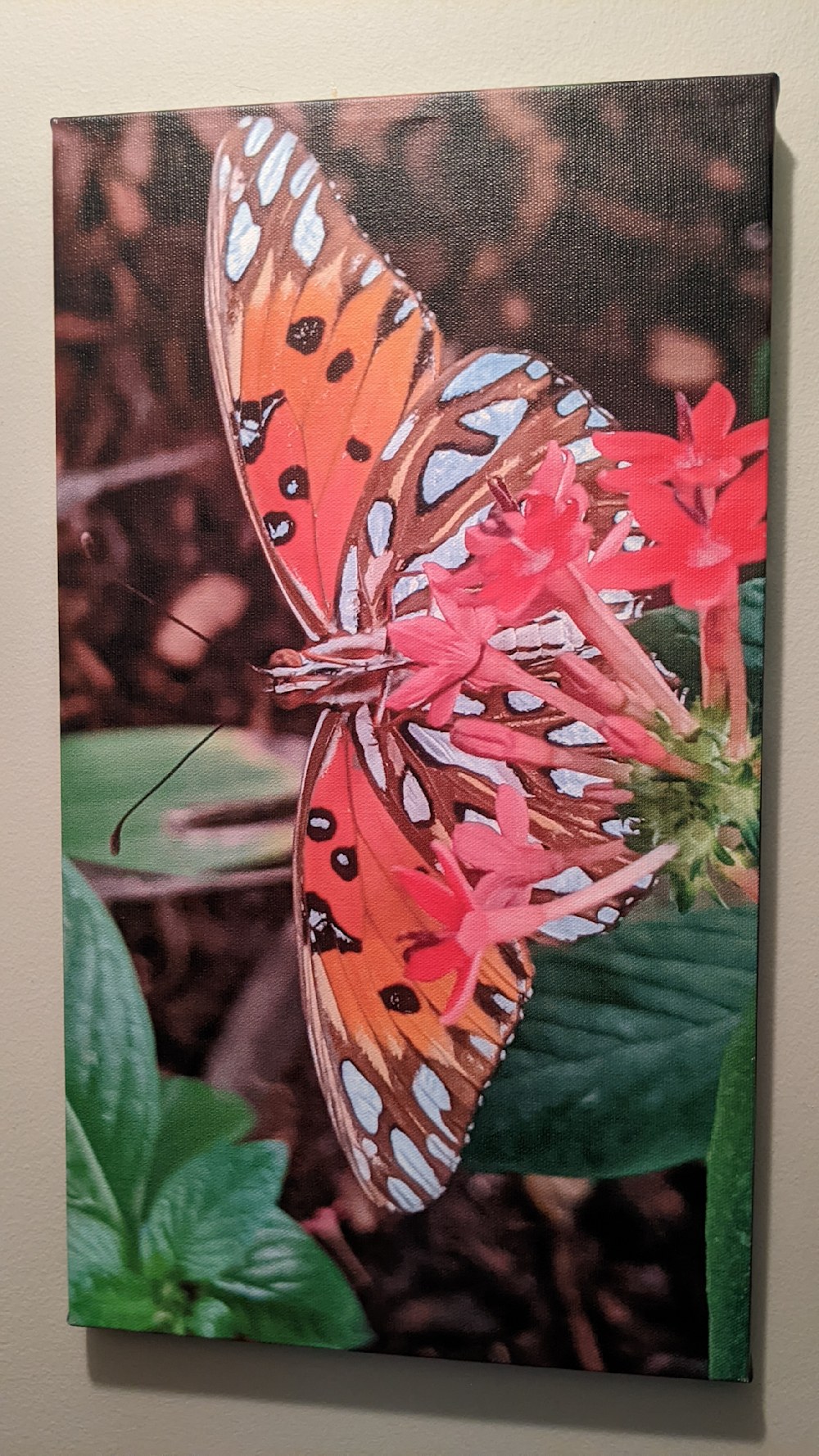 Beauty, butterfly canvas print