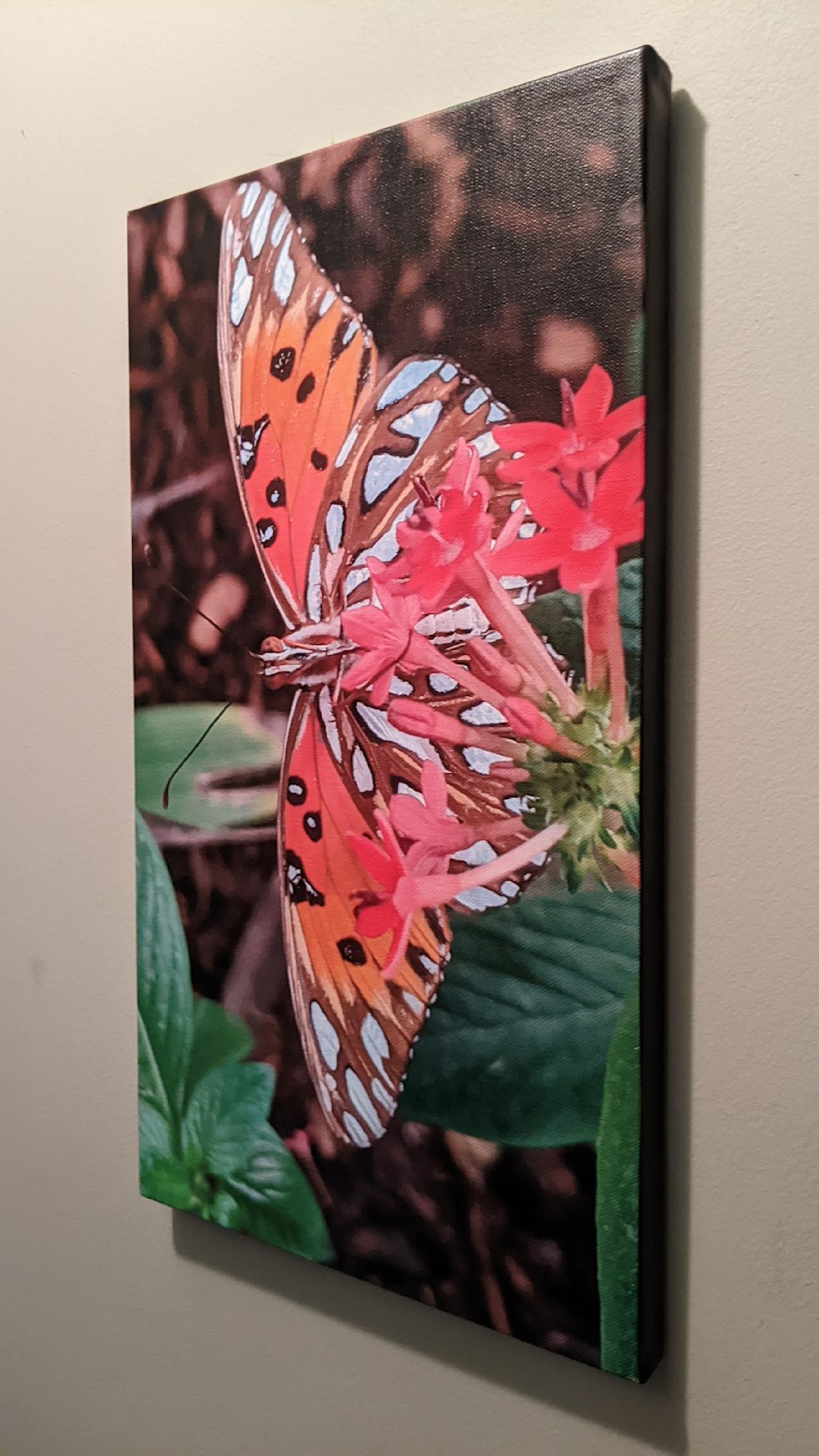 Beauty, butterfly canvas print with black border