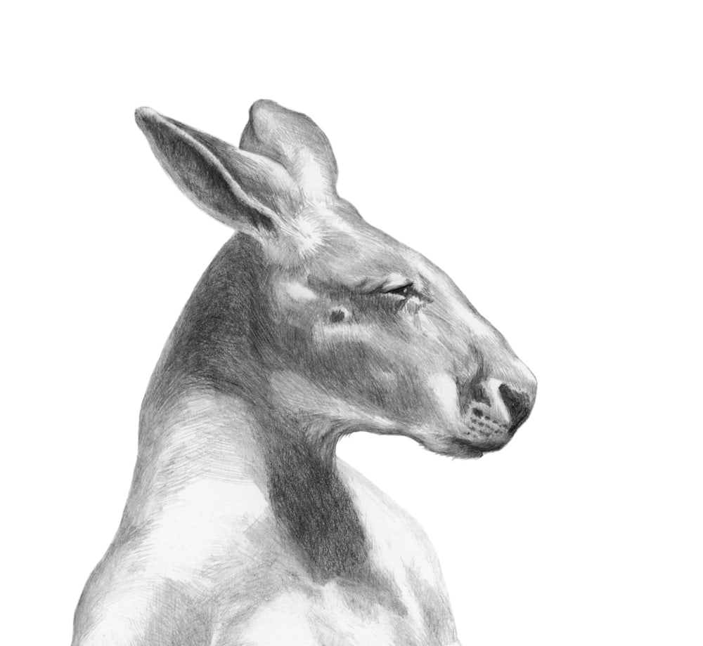 kangaroo head