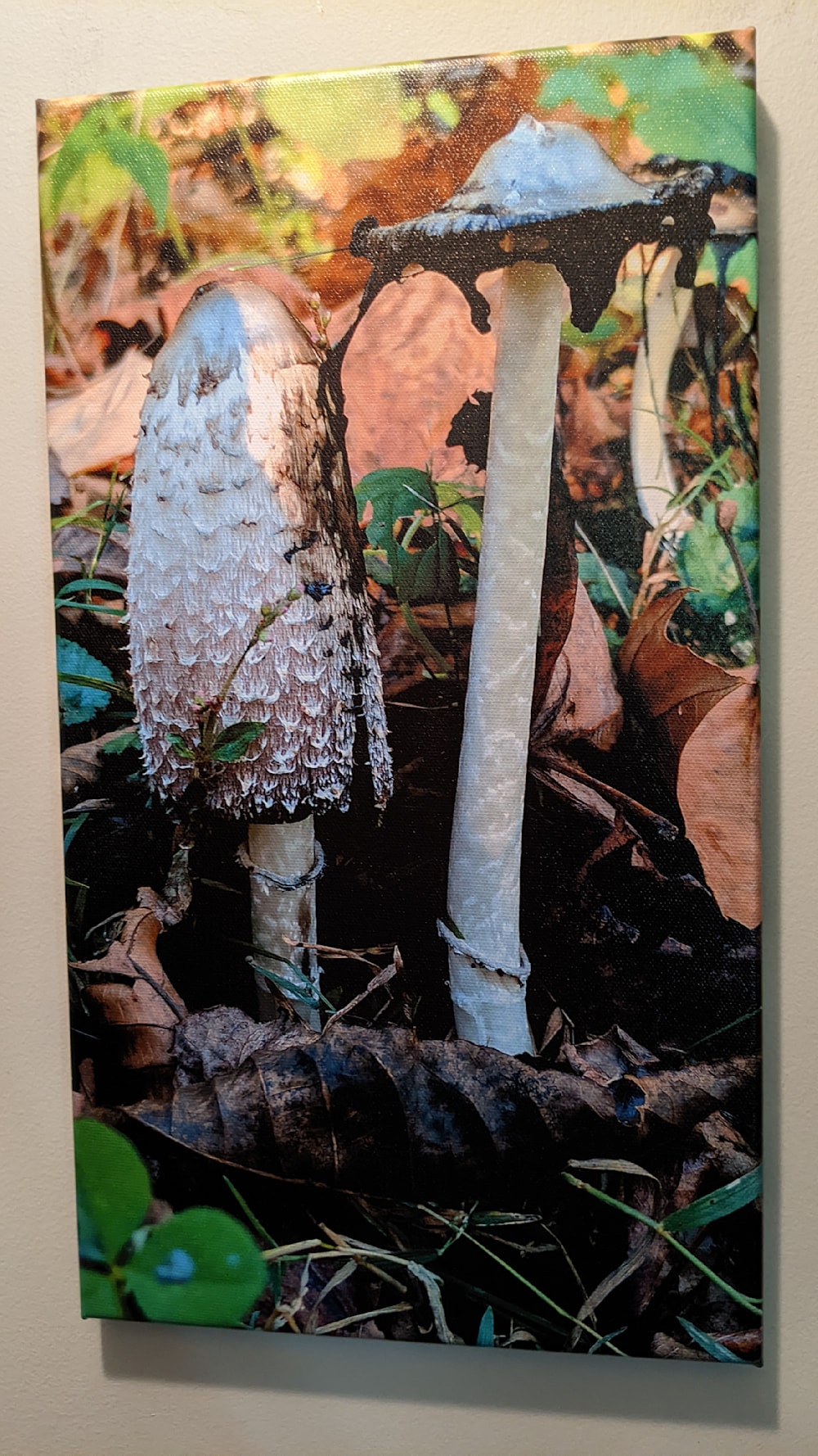 The Odd Couple, two odd mushrooms together on gallery wrapped canvas
