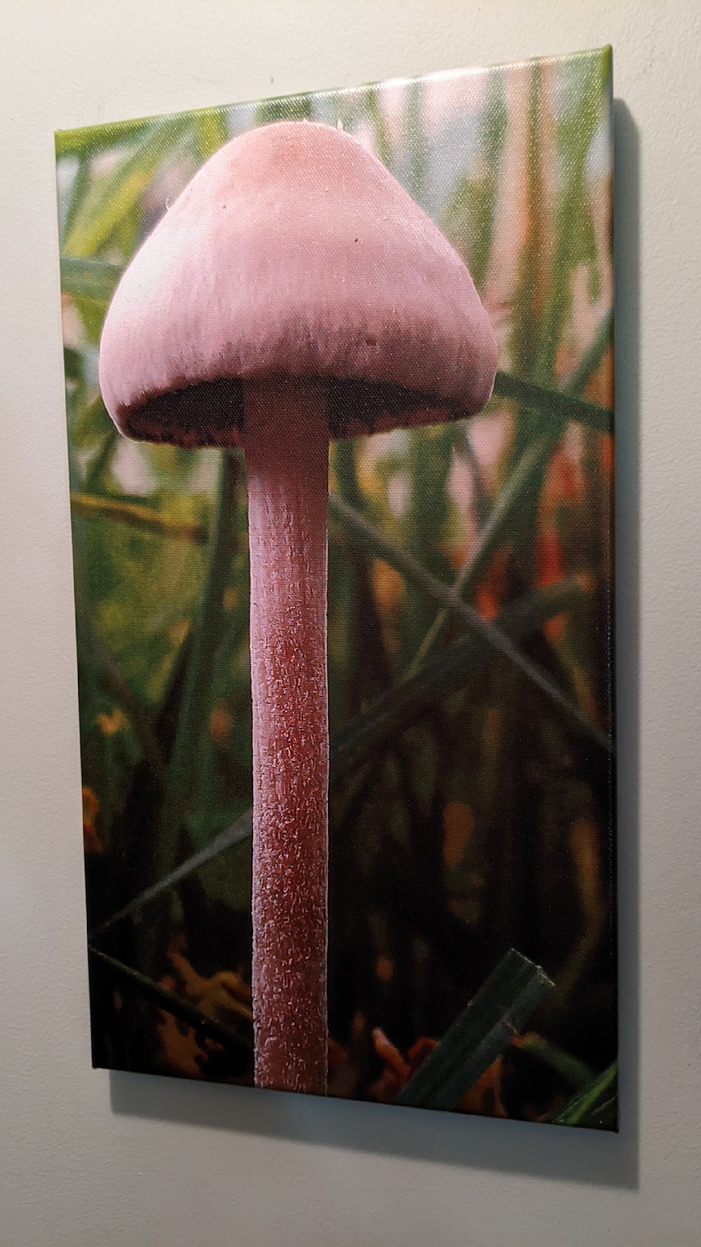 Baby, Mushroom printed on canvas gallery wrap