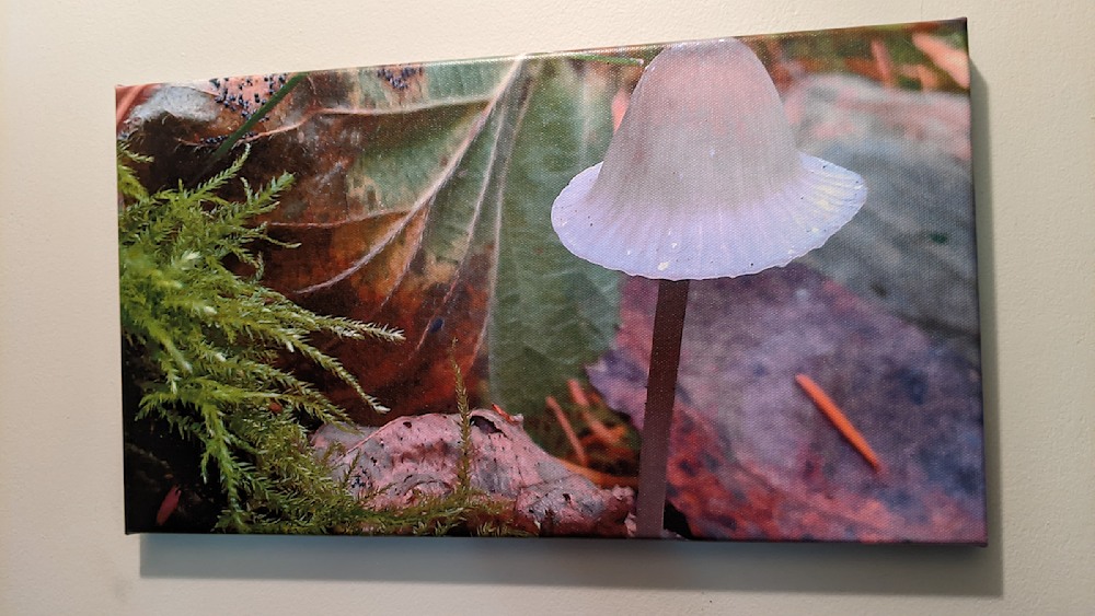 Magic Toadstool, mushroom gallery wrapped canvas print