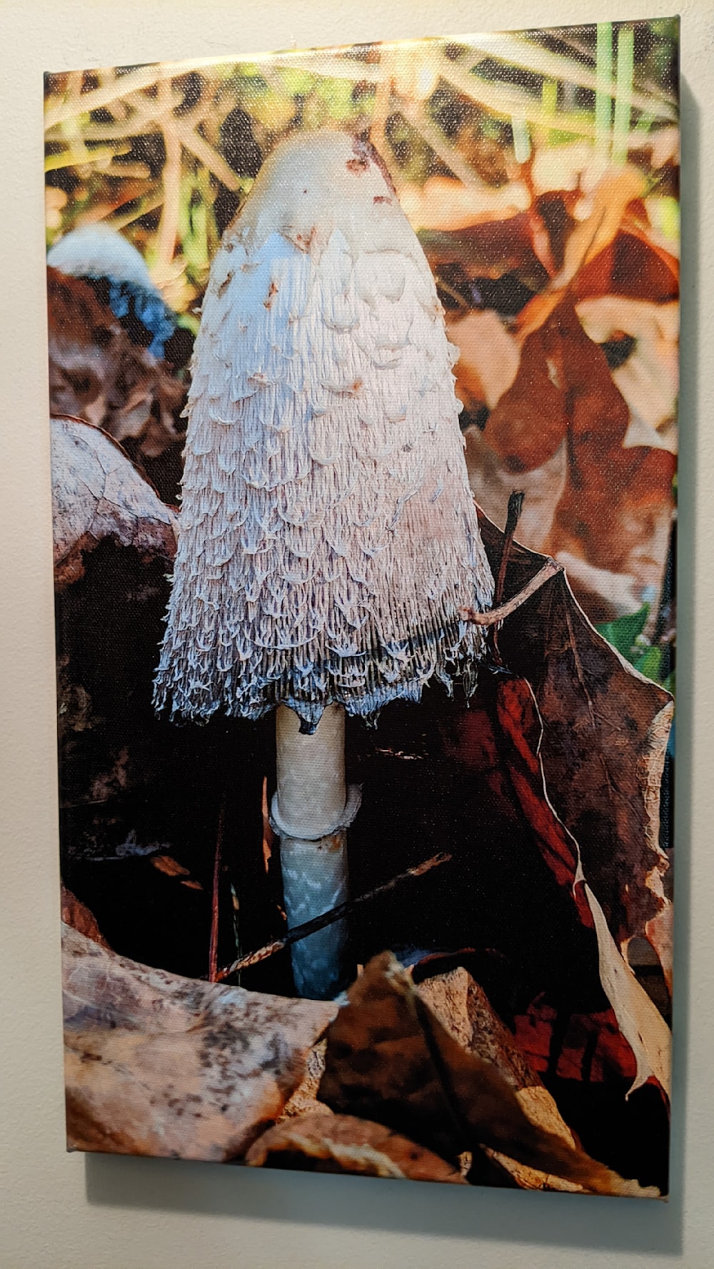 Papa, mushroom on gallery wrapped canvas