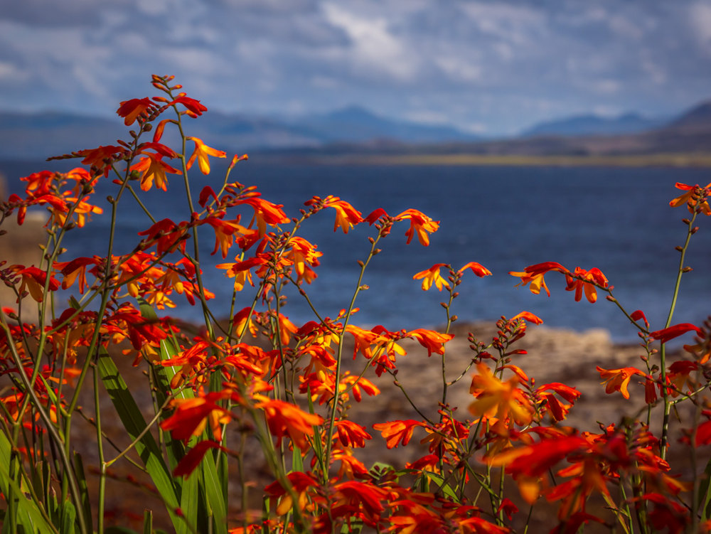 Beautiful orange, red, and yellow flowers in the foreground with Broadford Bay in the background
