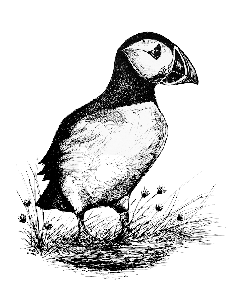 Puffin illustration in pen and ink by B.MacPherson