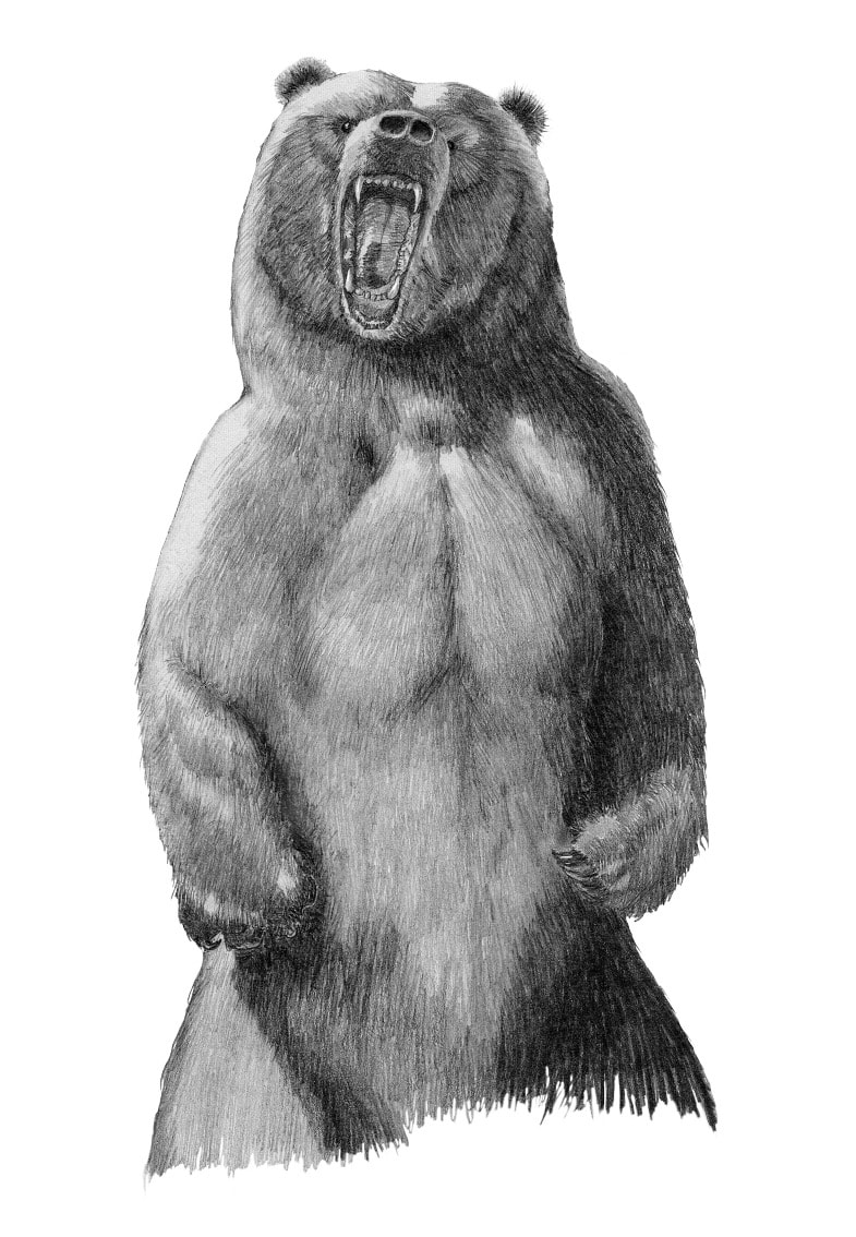easy bear drawing standing up - Clip Art Library