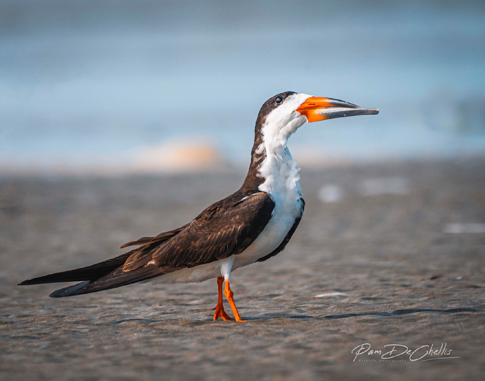 Scissorbill, Shearwater, cutwater?? What's that Bird??