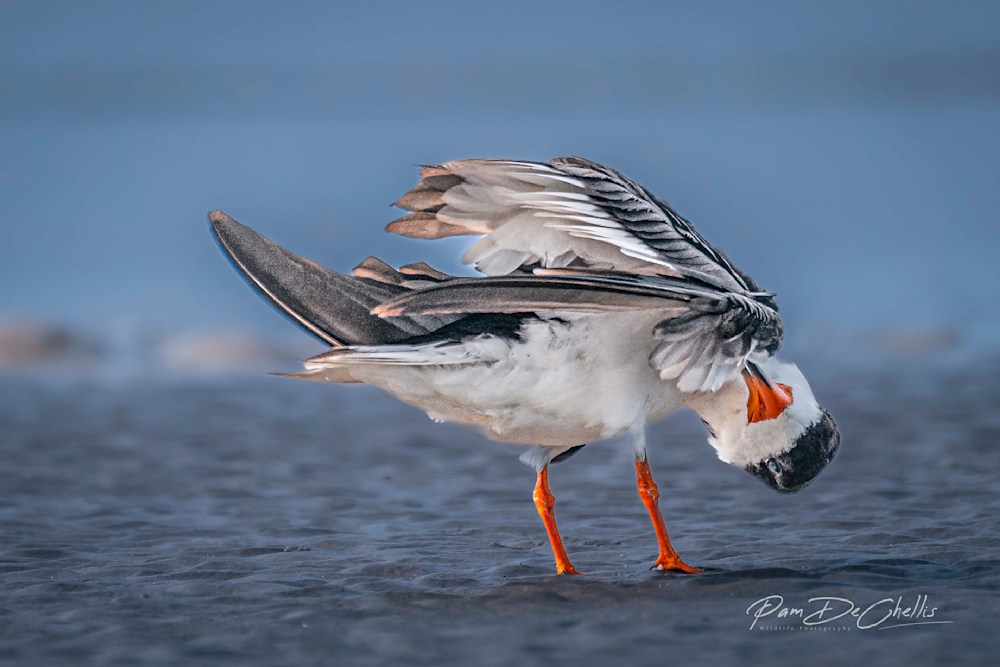 Scissorbill, Shearwater, cutwater?? What's that Bird??