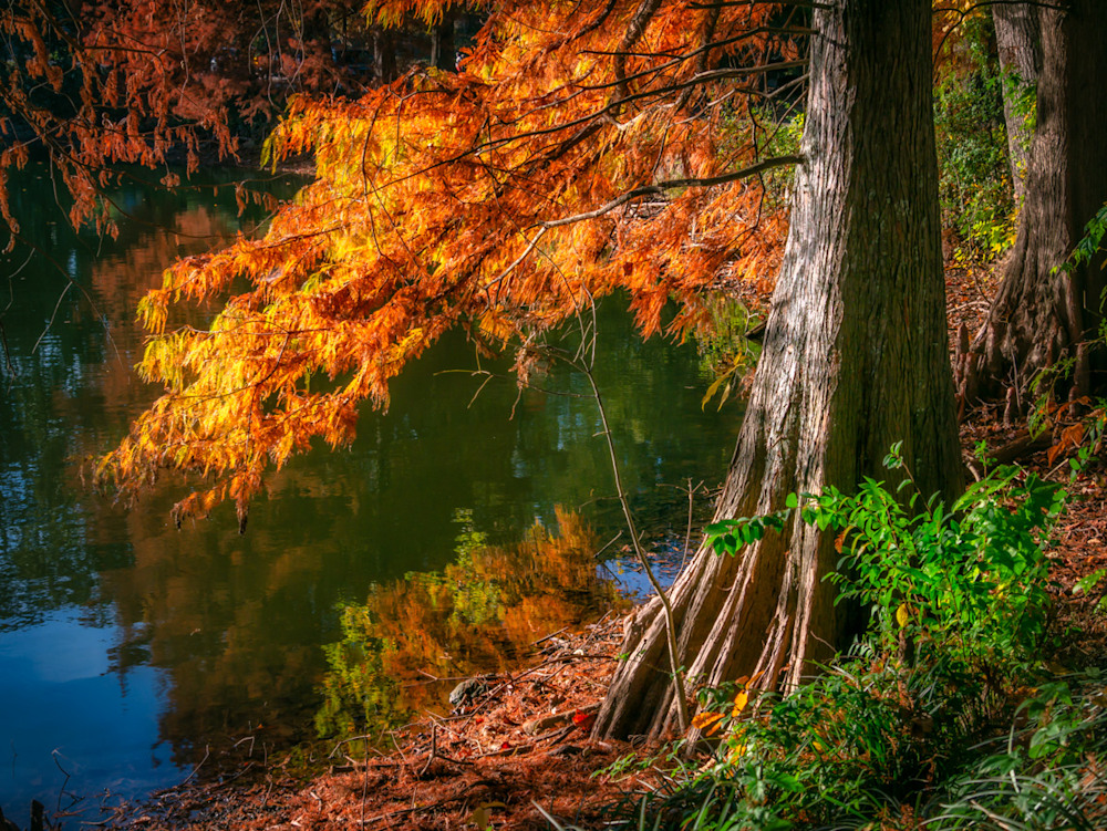 The lower half of a tree draped over the water at Piedmont Park. The leaves are colorful with fall
