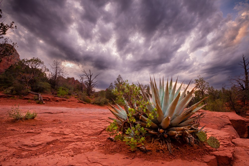A Blue Agave under a cloudy sky in Sedona, Arizona