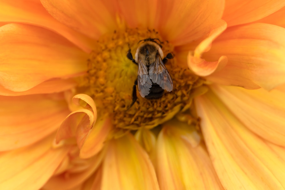 Bee on Peach flower center