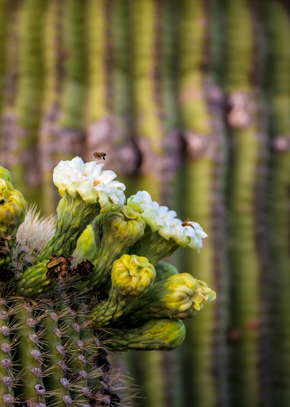 Bees pollinating a saguaro flower.