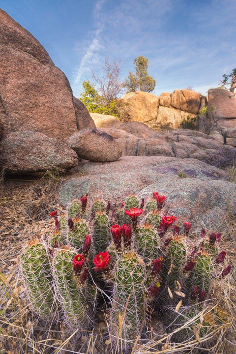 Claret cup Hedgehog Cactus (Echinocereus Coccineus) Kingcup Cactus Cold Hardy Ruby Red Flower 
