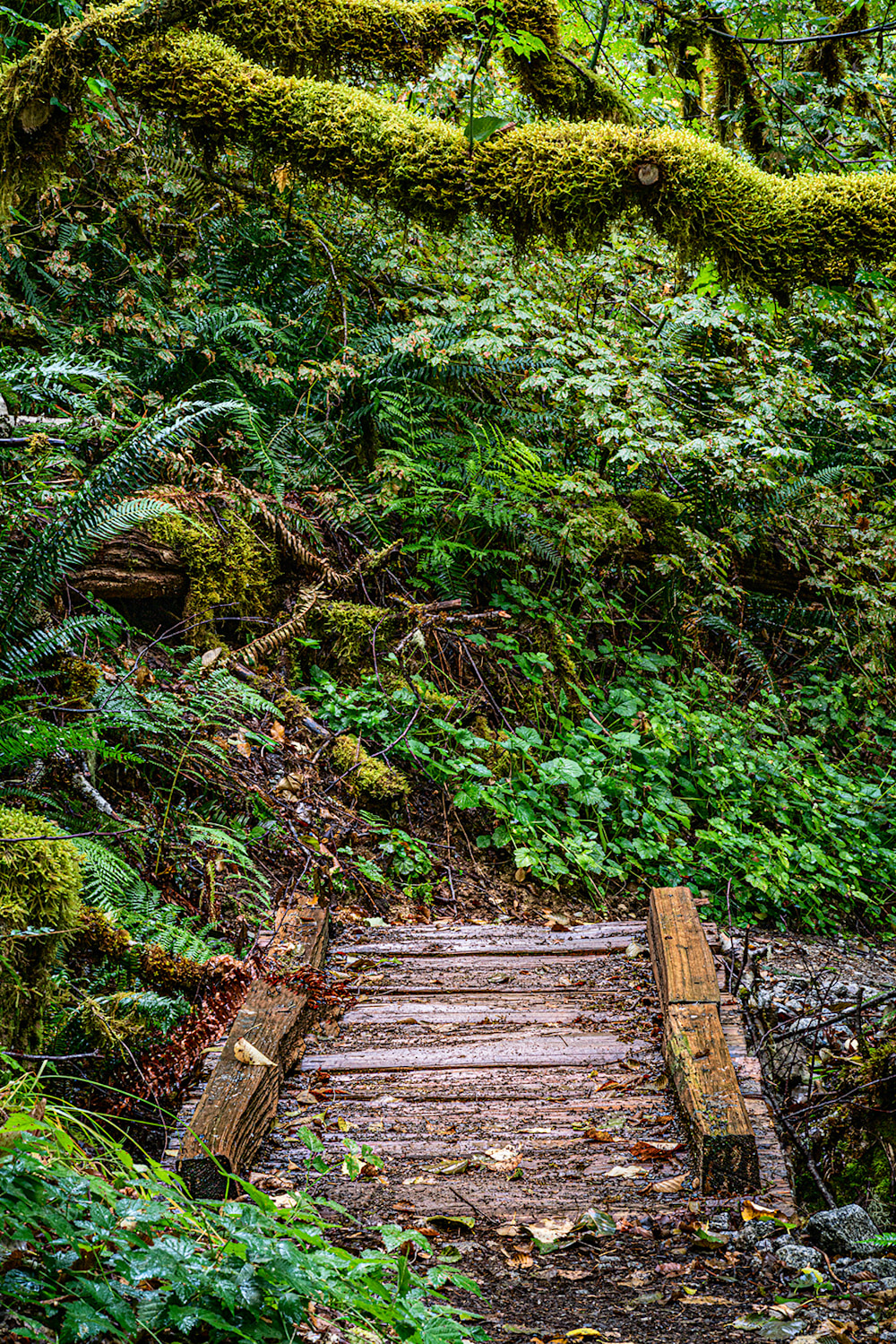 photo of a small wooden foot bridge in a rain forest