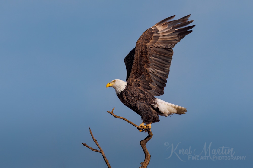Bald Eagle Taking Flight