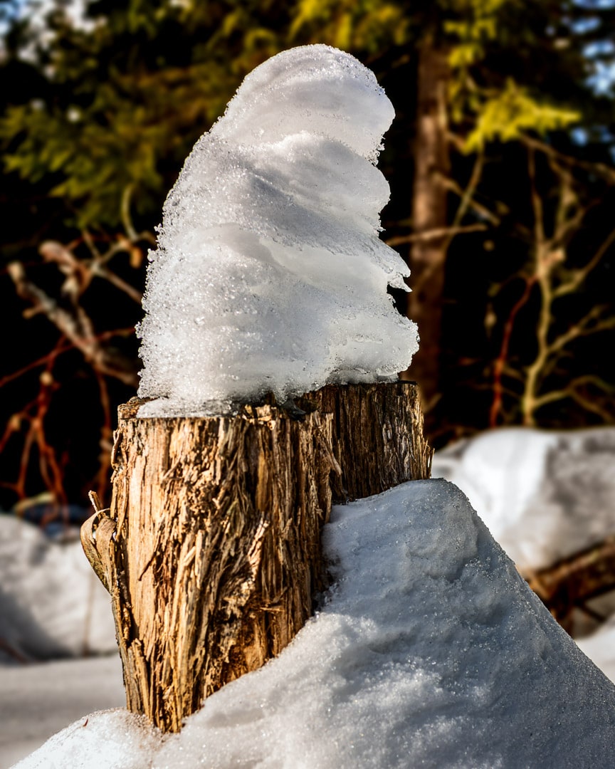 snow stacked on a tree stump