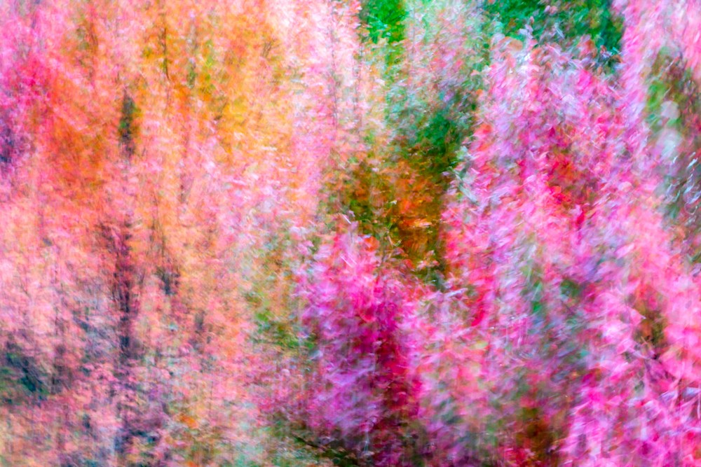 An Atlanta photographer's colorful abstract photo of some trees in fall
