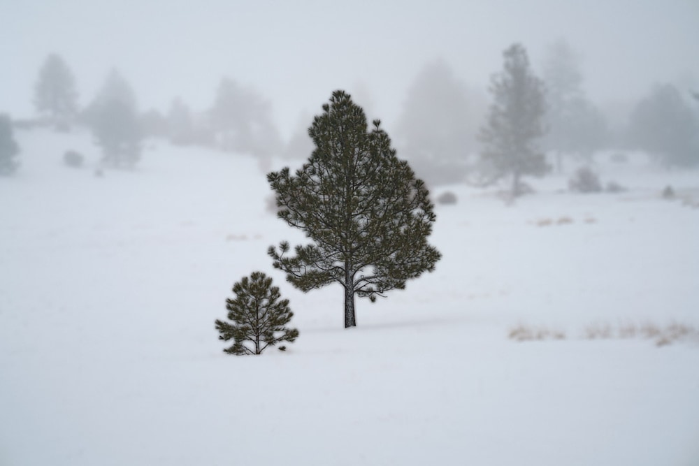 photo of a pine tree in a snowstorm