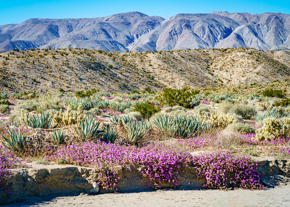 a desert super bloom of flowers