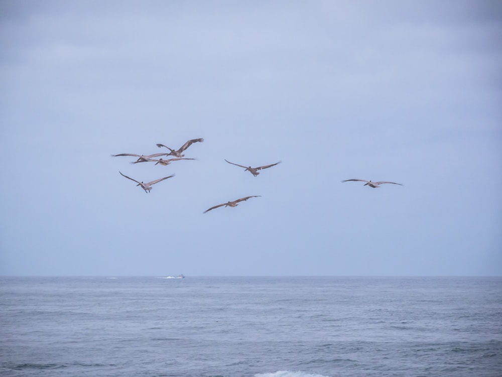 An Atlanta Photographer captures a flock of birds over the ocean in San Diego
