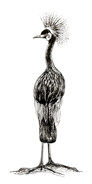 Crane illustration in pen and ink by B. MacPherson