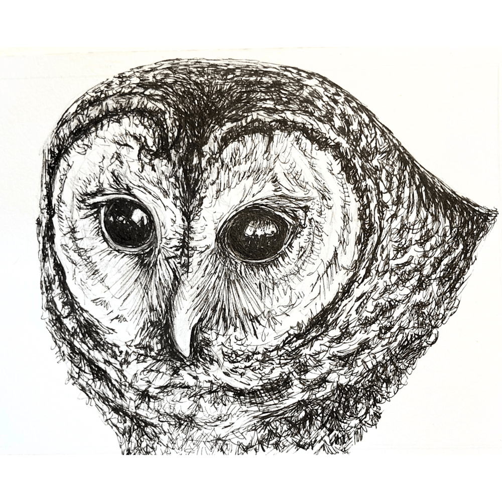 Barred Owl Illustration by B. MacPherson